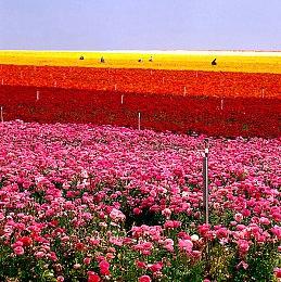 《严阵以待》（Ready or Not）Adam更新现已上线支持者包