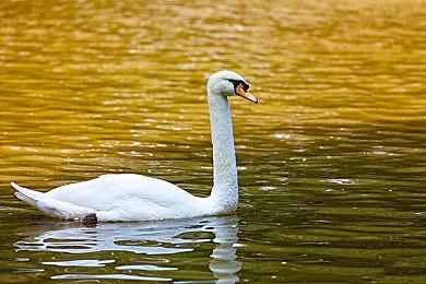 俯视角机甲动作肉鸽《机兵大乱战》Steam推出试玩