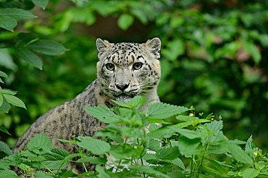 不满《宝可梦：朱＆紫》性能表现 玩家向任天堂申请退款获批